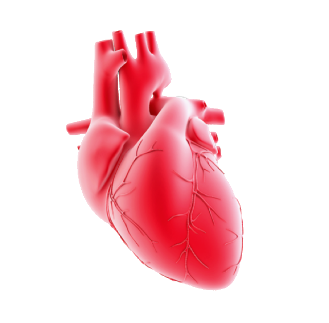 A 3D model of the human heart